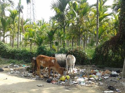 Heilige Kühe beim Verzehr von Müll und Abfall 